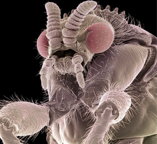 Illustration for article titled The Tongue Of The Dung Fly Speaks Volumes